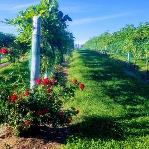 Meet your Posher, Kara